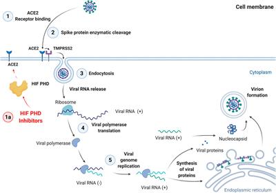 HIF Prolyl Hydroxylase Inhibitors for COVID-19 Treatment: Pros and Cons